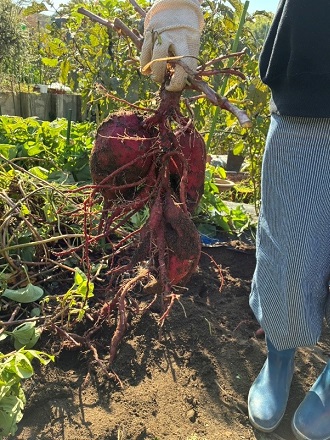 2025年11月中旬 2