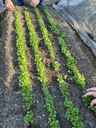 2025年11月中旬 1